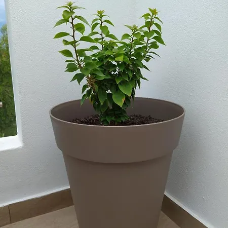 Ortensia Ozias
